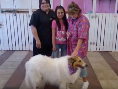 Pampered Paws Puppy Parlor Pet Store McCurtain County
