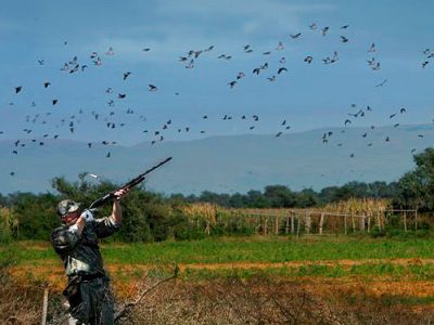 The Honobia Creek and Three Rivers WMAs are great areas for anyone looking for a different type of dove hunt that only forested habitats can provide.