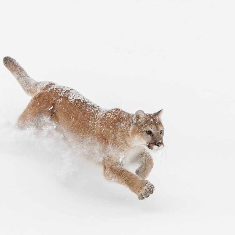 mountain-lion-in-snow