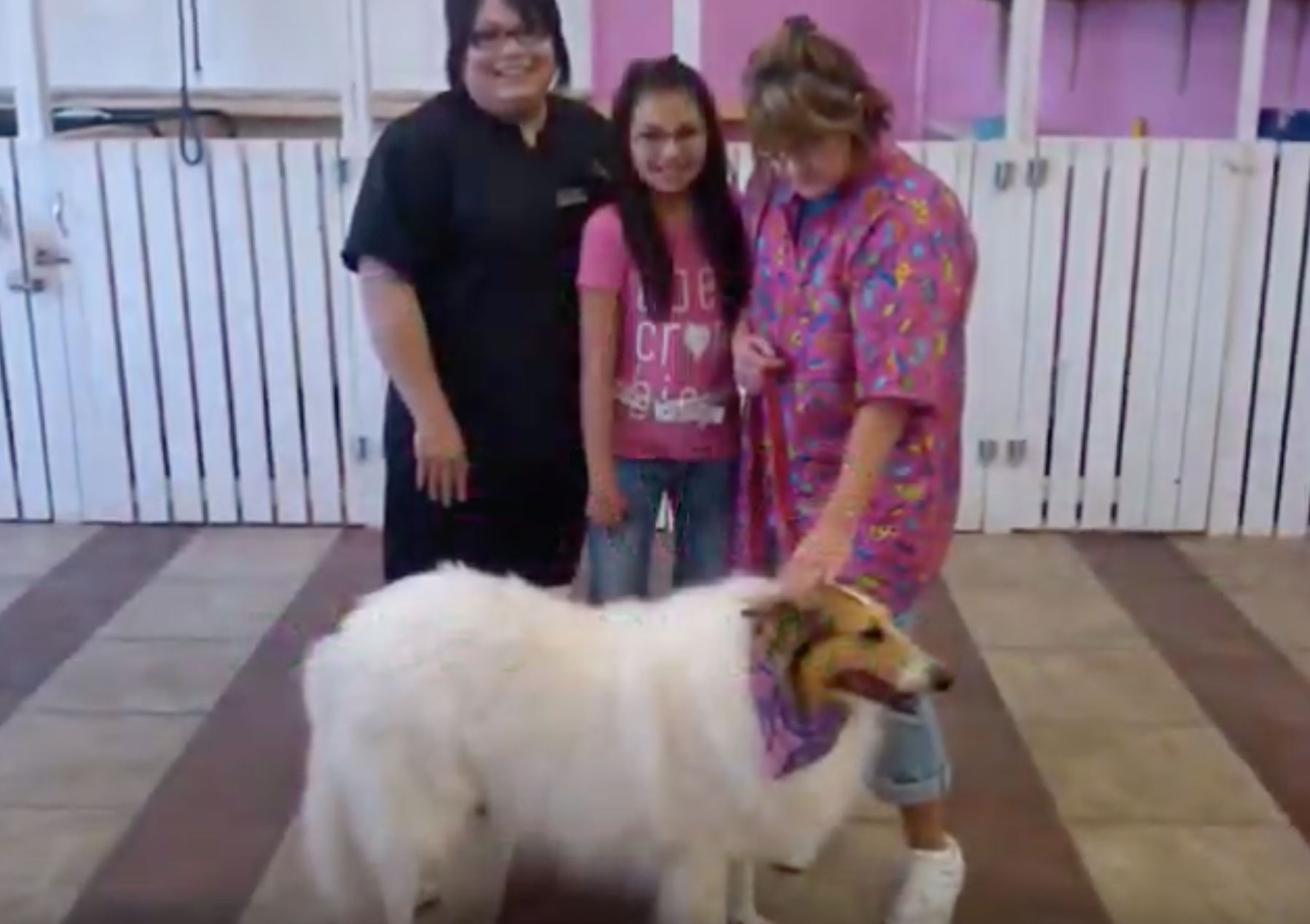 Pampered Paws Puppy Parlor Pet Store McCurtain County