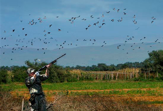 The Honobia Creek and Three Rivers WMAs are great areas for anyone looking for a different type of dove hunt that only forested habitats can provide.