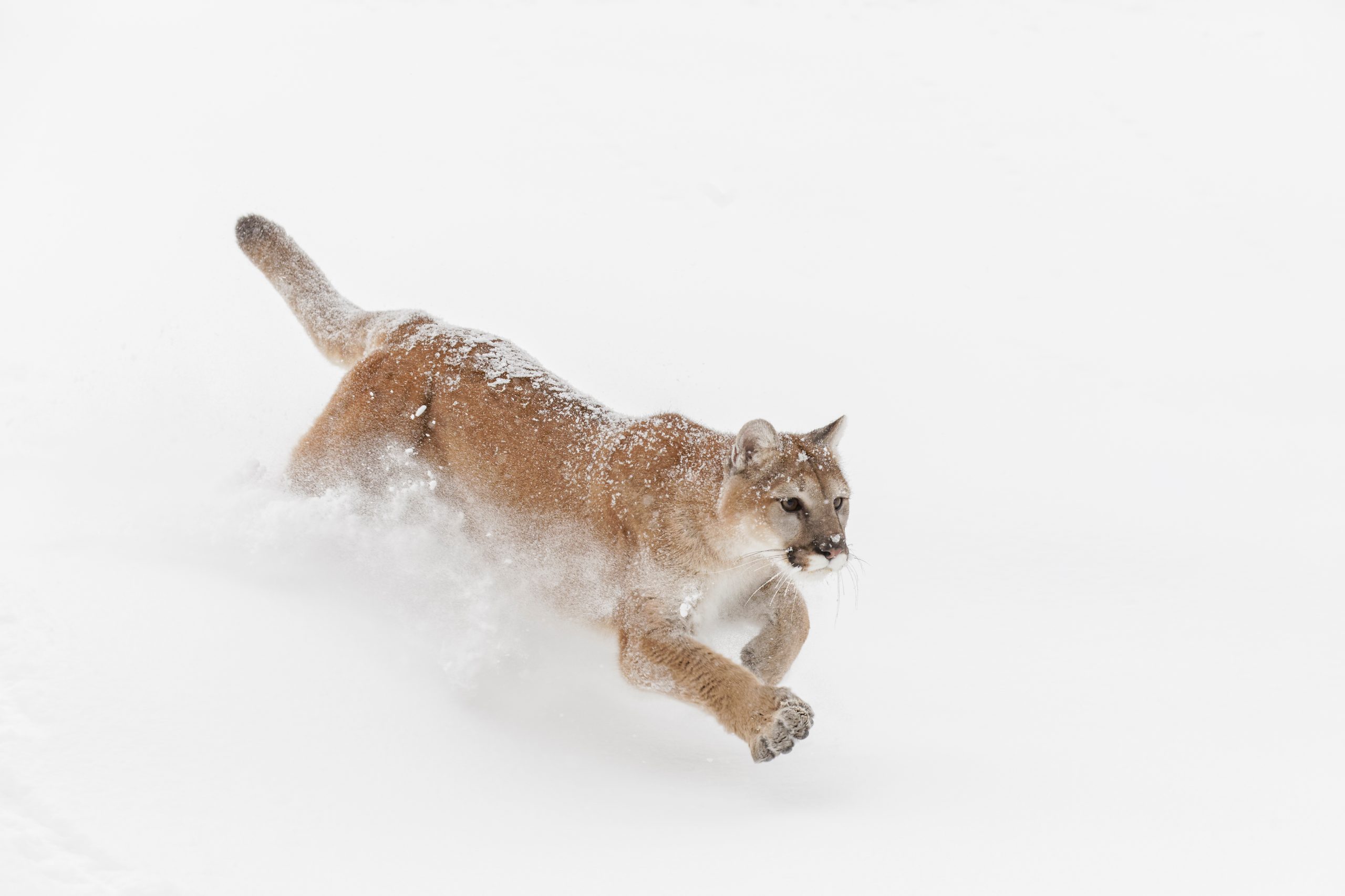 mountain-lion-in-snow