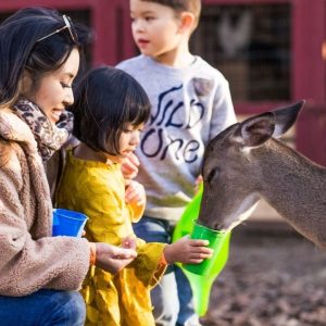 A day at Hochatown Petting Zoo 