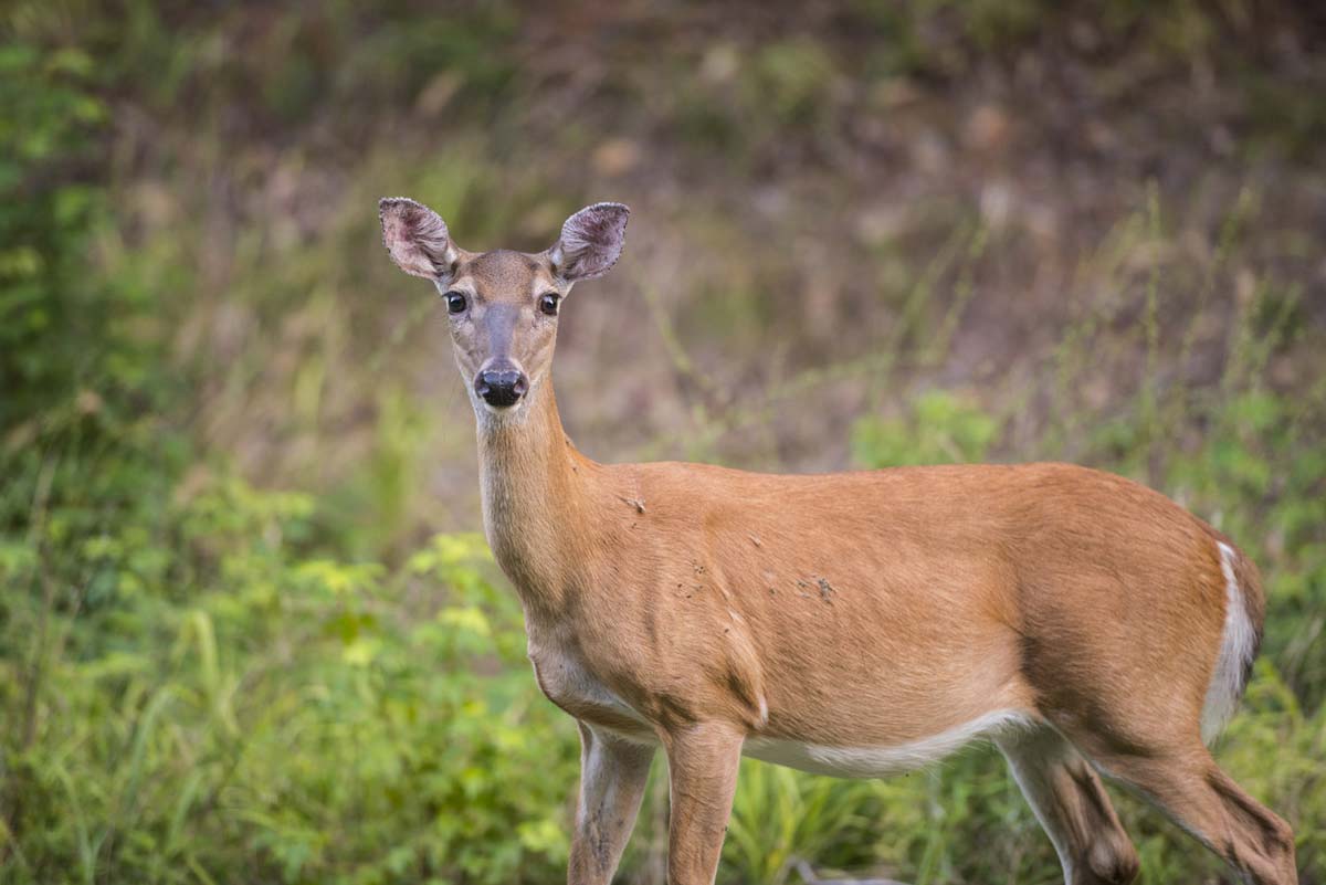 Deer_web