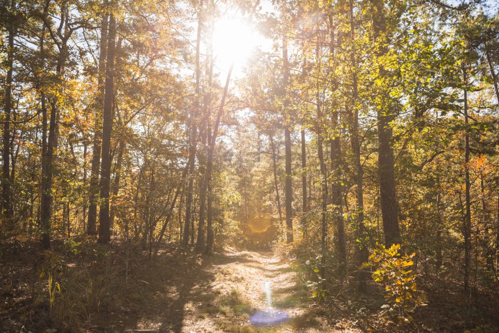 Go on a geocaching hunt in the Beaver's Bend Forest
