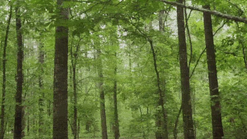 beavers bend forest