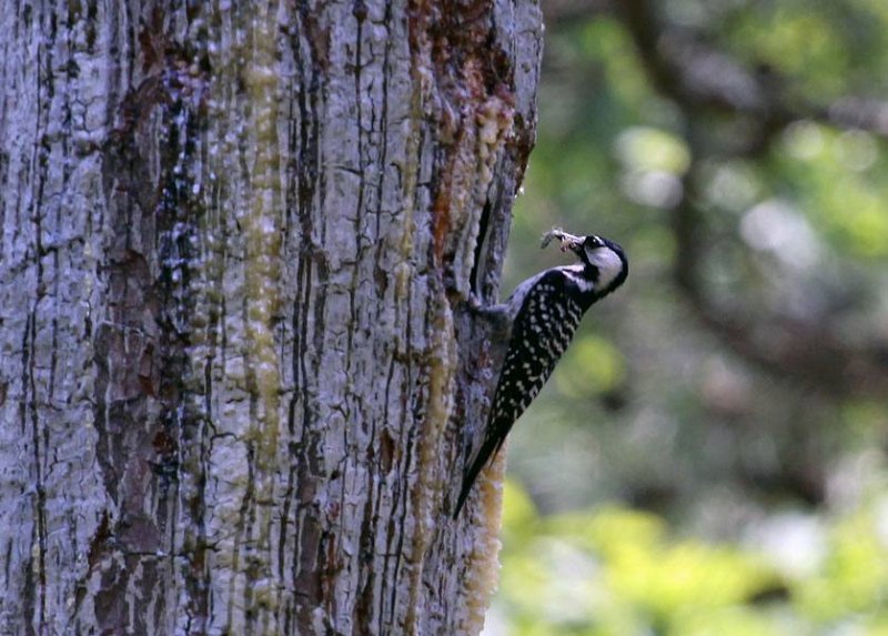 red cockaded woodpecker in broken bow