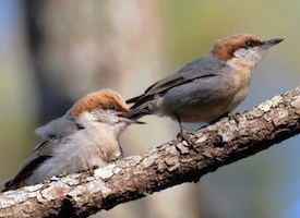 brown headed nuthatch in Beavers Bend