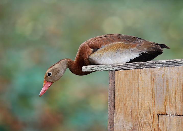 Black bellied whistling duck
