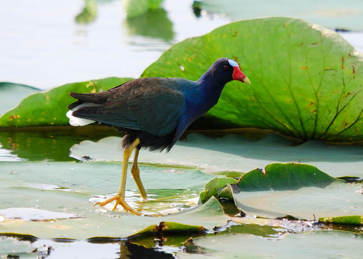 purple gallinule in broken bow