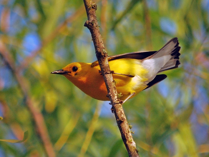Prothonotary Warbler