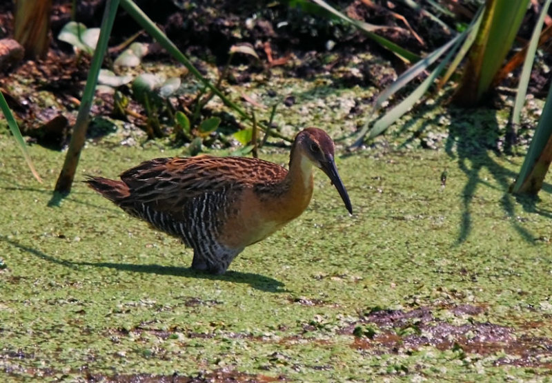 king rail in broken bow