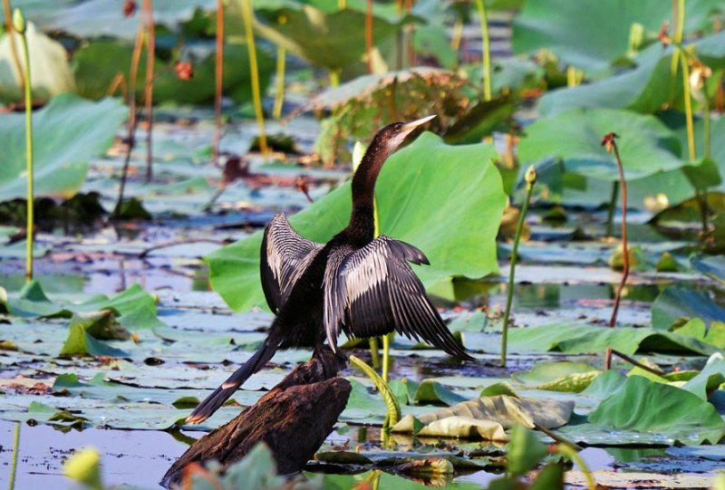 Anhinga in Broken Bow