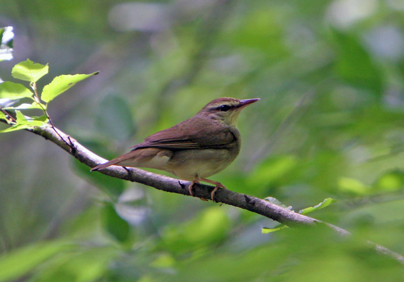 Swainson's Warbler