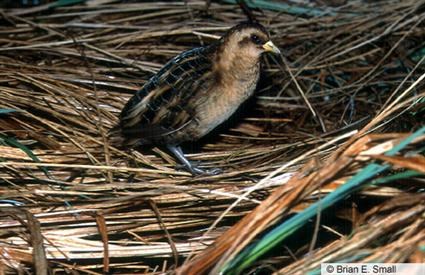 yellow rail in Beavers Bend