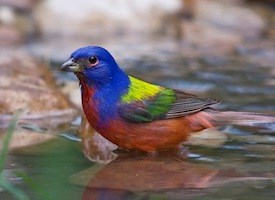 painted bunting in Beavers Bend