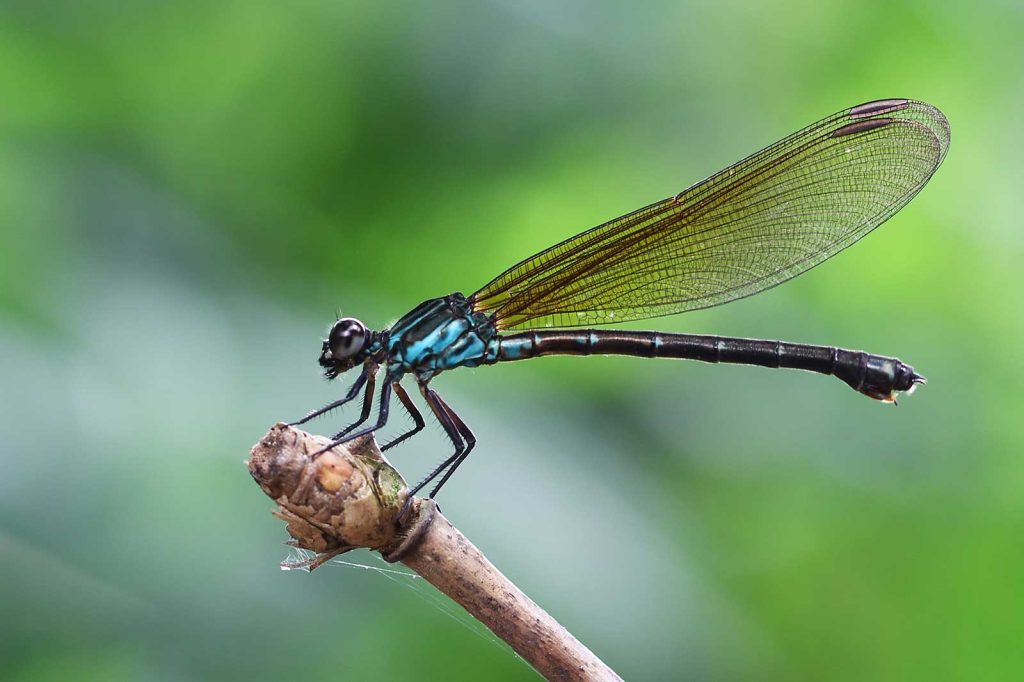 Dragonfly Human Trafficking Victim Services