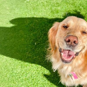 puppy-paws-blinking-dog-extended