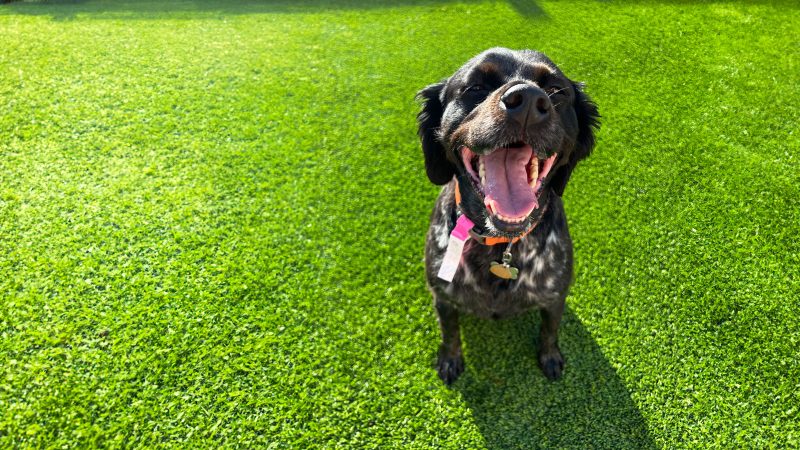 puppypaws-about-blackdog