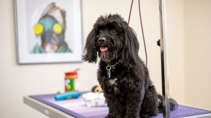 puppypaws-grooming-blackdog