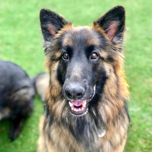 puppypaws_daycare_package_bigdog puppypaws_daycare_package_bigdog