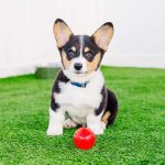 puppypaws_daycare_package_smalldog puppypaws_daycare_package_smalldog